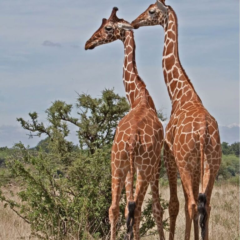 Samburu National Reserve: Kenya’s Special Five Safari Guide