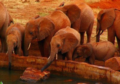 Tsavo East vs Tsavo West: Which Should You Visit?