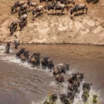 4-Days group Joining Maasai Mara