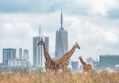 Best Nairobi Day Trips: Wildlife, Rift Valley and City Highlights