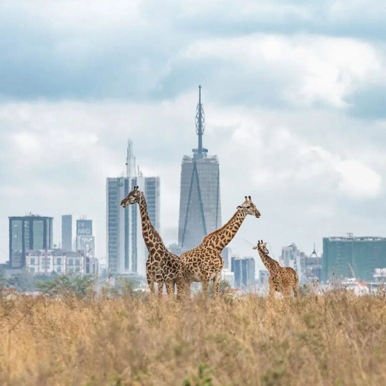 Best Nairobi Day Trips: Wildlife, Rift Valley and City Highlights
