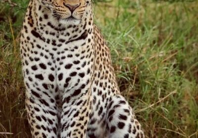 Nairobi Safari Walk: A Complete Visitor Guide