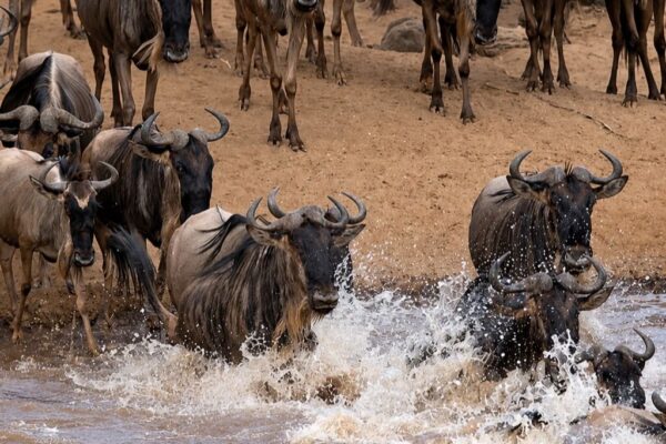 4-Day Group Joining Great Migration Safari | Maasai Mara Tour