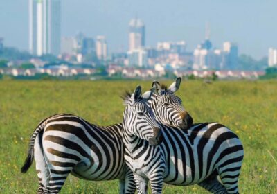 Nairobi National Park: Safari Minutes From the City