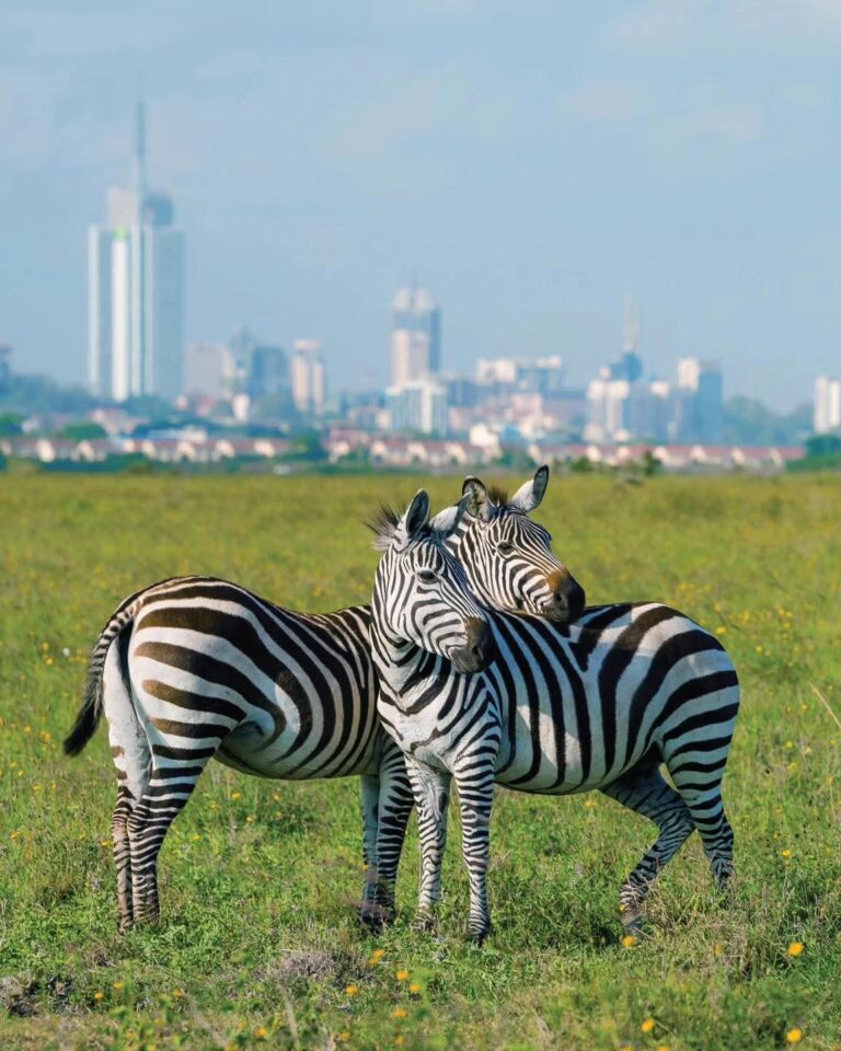 Nairobi National Park: Safari Minutes From the City