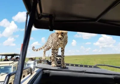 Kenya Bush and Beach: Combining a Maasai Mara Safari with Diani Beach