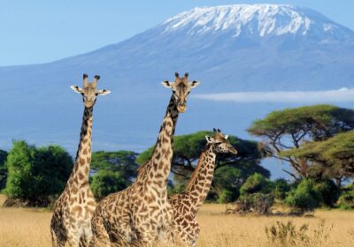 Best Month to Visit Amboseli for Mt. Kilimanjaro Views