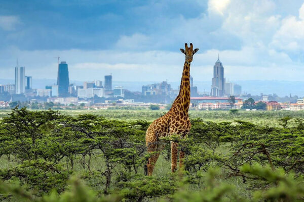 Nairobi National Park Day Safari