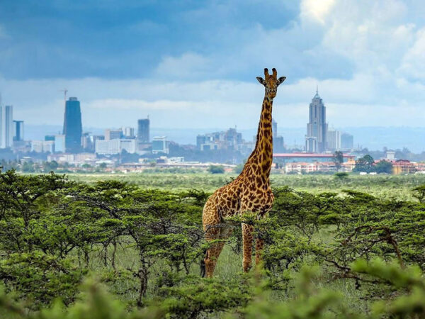 Nairobi National Park Day Safari