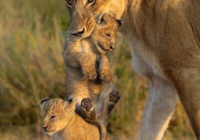 Kenya Green Season Safaris: Pros, Cons, and Cost Savings (Nov & March–May)